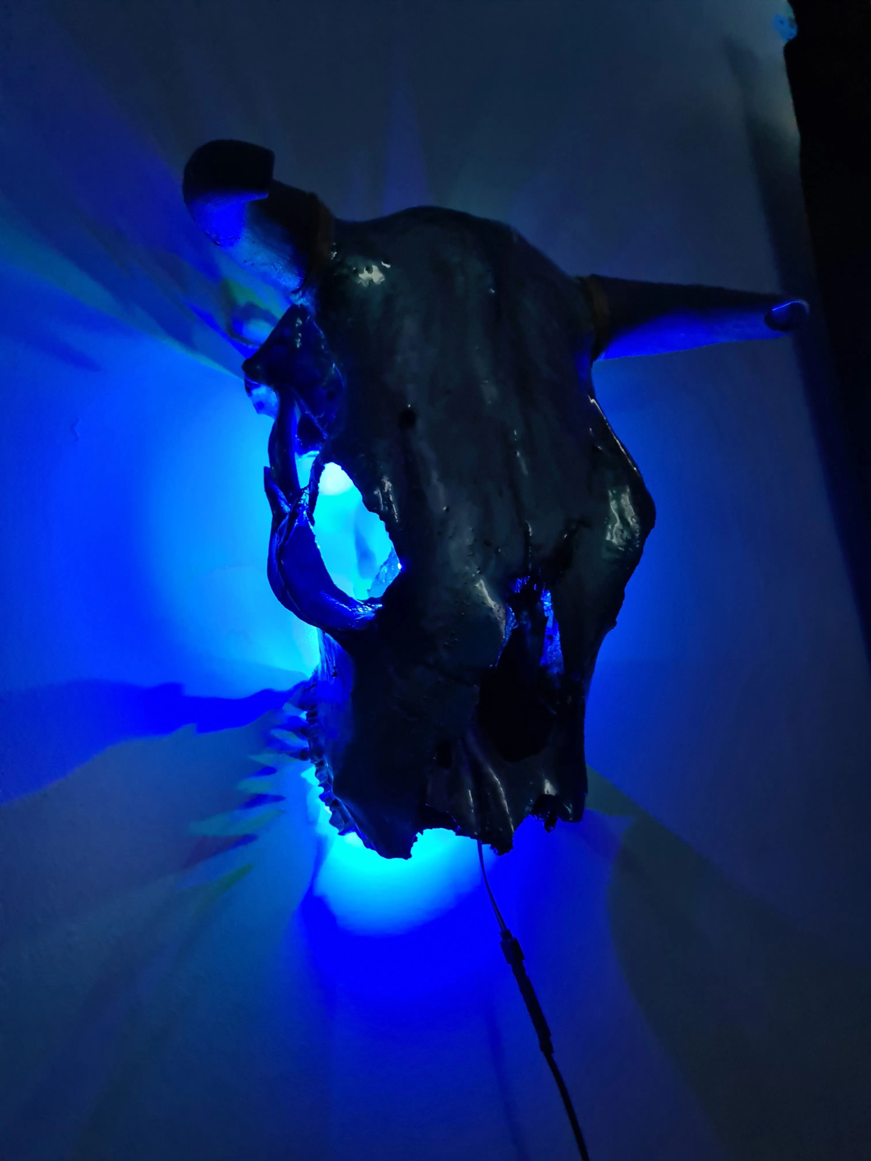 1 of a kind 3/4 genuine bull skull with horns hand painted painted by me