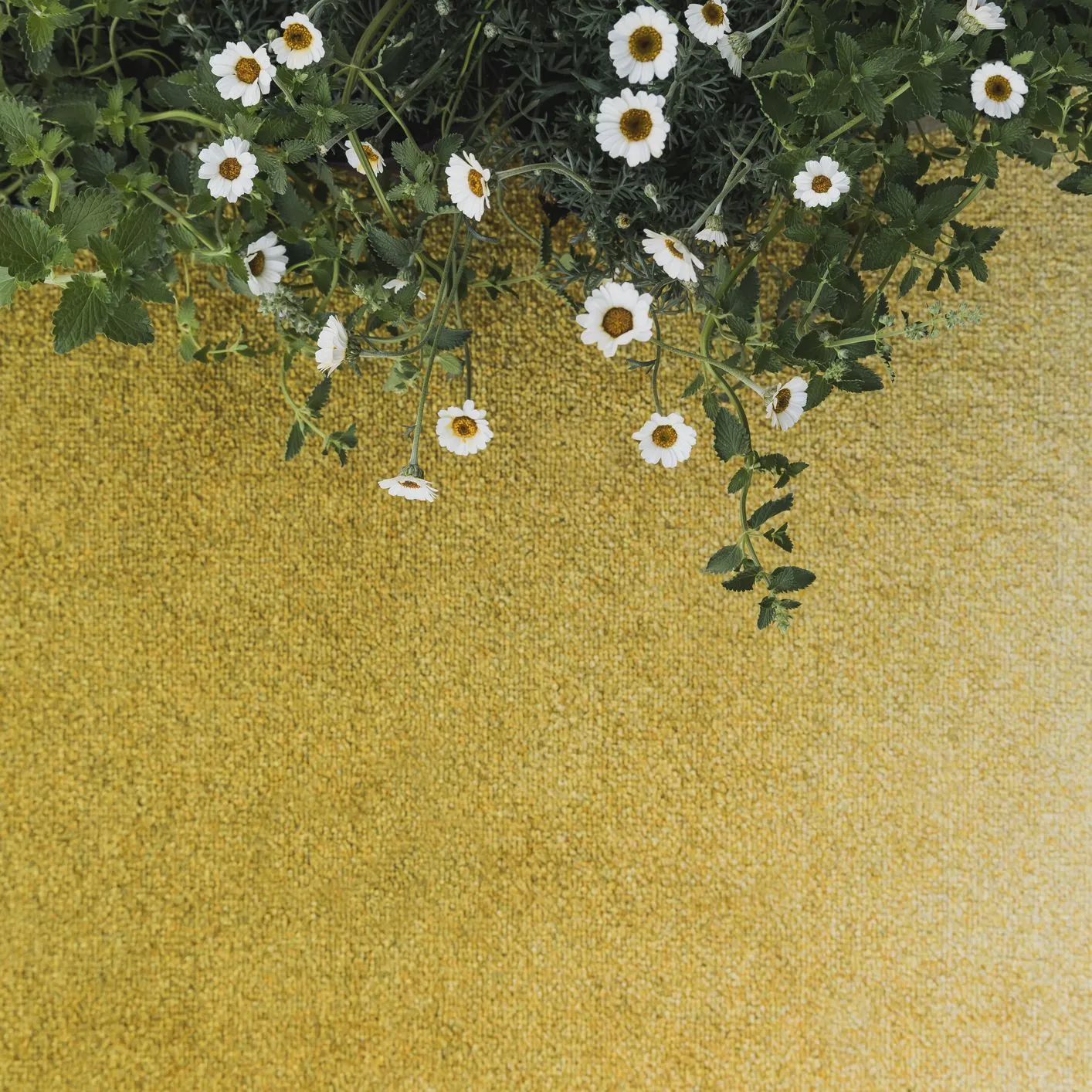 Heymat Doormat Dis Moss, 85x115 Cm