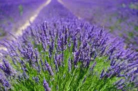 PURE THERAPEUTIC ESSENTIAL OILS